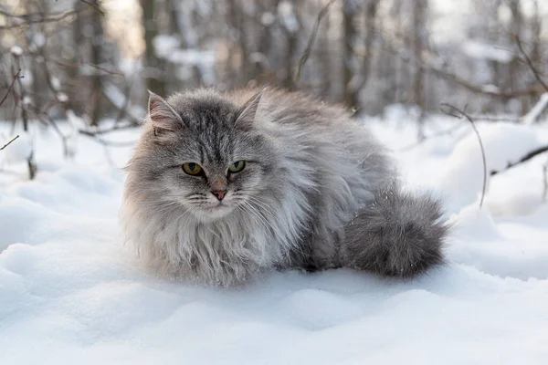 雪地上的猫很可爱 毛茸茸的长毛猫在冬季公园里 — 图库照片