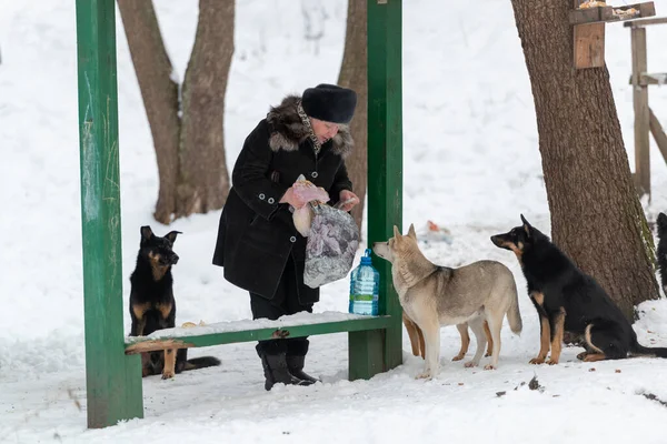 2016 Київ Україна Стара Жінка Годує Зграю Бродячих Собак Допомога — стокове фото