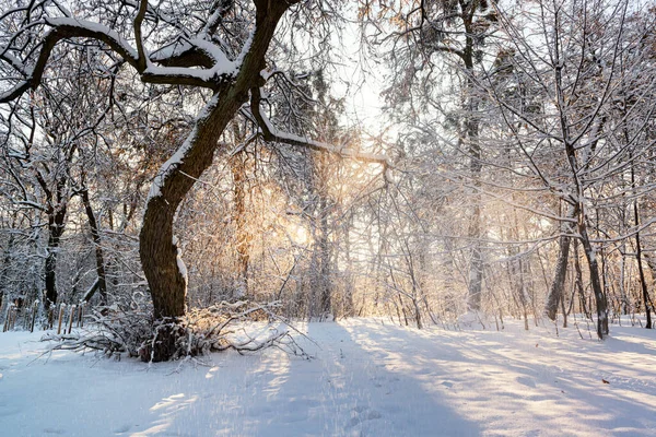 Frisse Winterochtend Het Park Met Zon Die Door Sneeuwvlokken Schijnt — Stockfoto