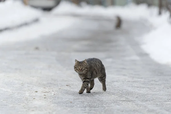 Bezdomny Kot Zimowej Śnieżnej Uliczce — Zdjęcie stockowe