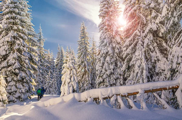 Туристы Волшебном Зимнем Лесу Зимняя Активность Открытом Воздухе — стоковое фото