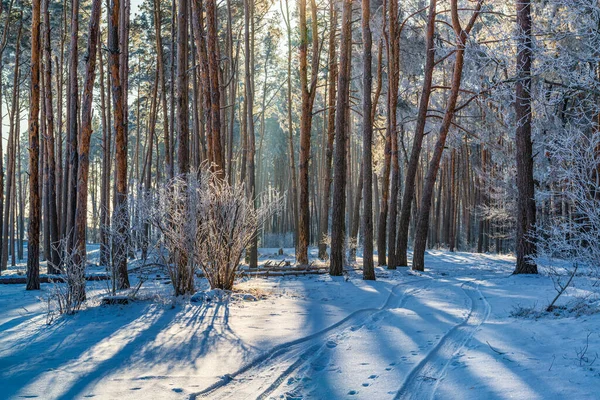 Beautiful road in the sunny winter forest