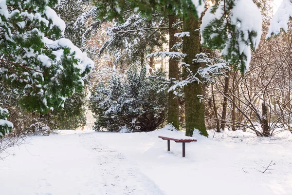 Ławka Przy Chodniku Parku Zimowym Piękny Słoneczny Dzień — Zdjęcie stockowe