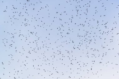 Gökyüzündeki kuzgun sürüsü. Doğa arkaplanı