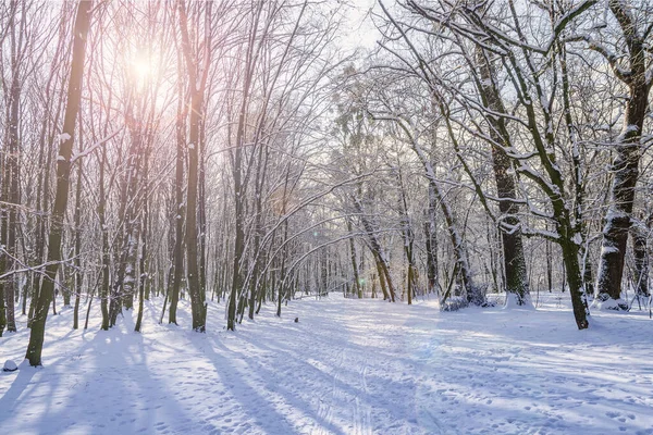 Superbe Journée Ensoleillée Hiver Dans Parc Neige Dans Parc Ville — Photo