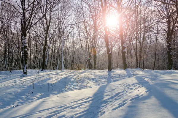 公园里冬日的夕阳西下 雪地上的树木和脚印 — 图库照片