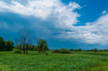 Rüzgâr fırtınadan önce eser. Kırsalda yabani otlar sallıyordu. Yaz fırtınası