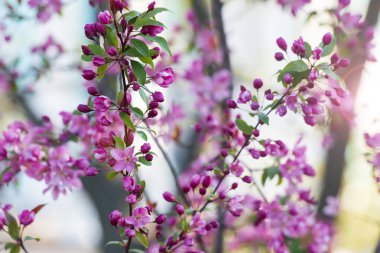 Bahar güneşiyle parlayan pembe erik çiçekleri.