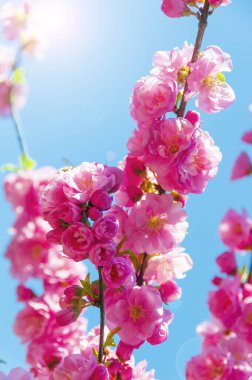 İlkbaharda açan yumuşak pembe sakura çiçekleri. Dikey fotoğraf
