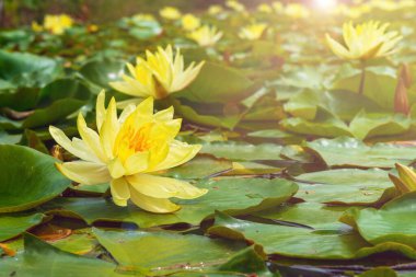 Yellow water lily on a lake, spring sunny day clipart