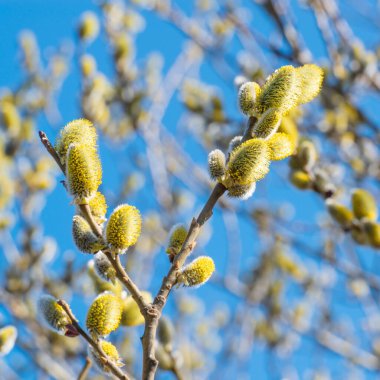 Güzel narin söğüt ağacı dalı, bahar günü, kare kompozisyon