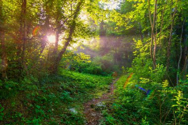 Sunny forest meadow with footpath. Tranquil scene in the woods.