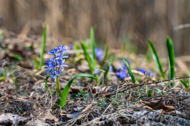İlkbahar ormanlarındaki scilla bitkileri. Erken bahar çiçekleri. Doğa uyanış kavramı