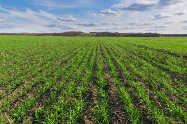 Tarlada taze yeşil tarlalar. Ufukta buğday ve mısır tarlaları var. Bahar tarım işleri. Renkli kır manzarası
