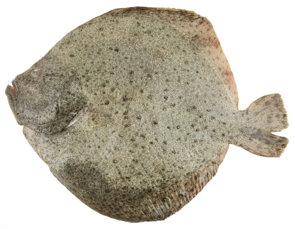 Fresh Plaice Fish Isolated White Delicious Sea Food Imagen de archivo