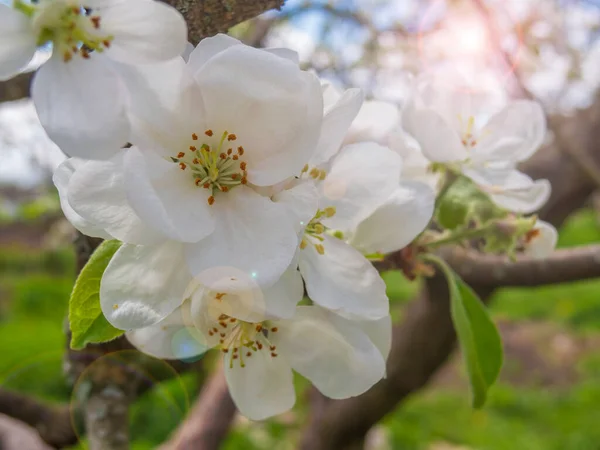 Maçã Flor Primavera Jardim — Fotografia de Stock