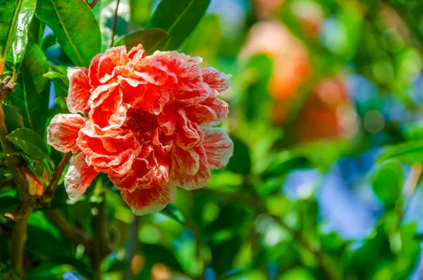 Flor Romã Brilhante Florescendo Árvore — Fotografia de Stock