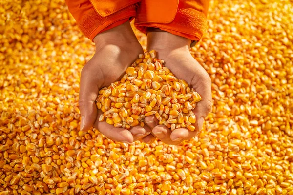 Menselijke Handen Met Een Handvol Maïszaden Vorm Van Het Hart — Stockfoto