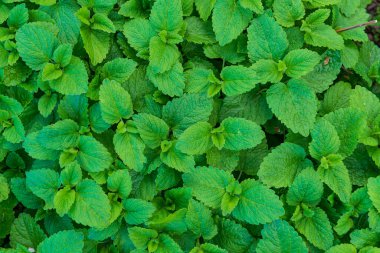 Yeşil nane yaprakları arka planda. Bitki deseni. Bahçedeki nane bitkileri