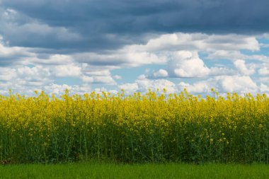 Kanola tarlası ve mavi gökyüzü. Bahar kırsal alanı