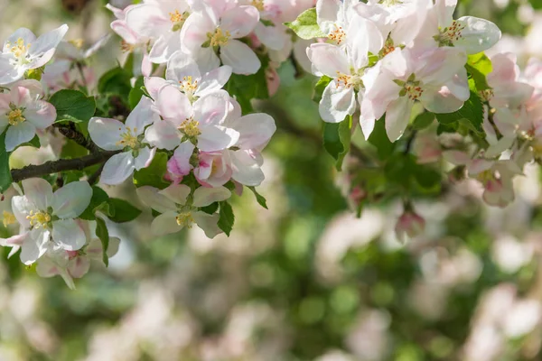 Ramo Com Flores Macieira Florescendo Primavera Jardim — Fotografia de Stock