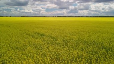 Kolza çekirdeği alanının üzerinden uç