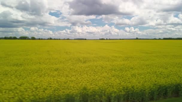 Camera Panning Parallel Blooming Canola Field — Stock Video