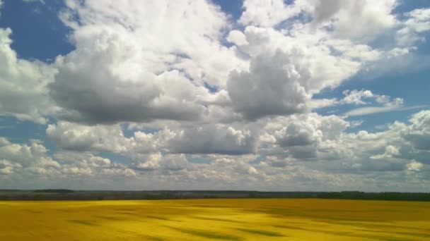 黄色の菜の花畑の上を走る雲 空中高波 — ストック動画