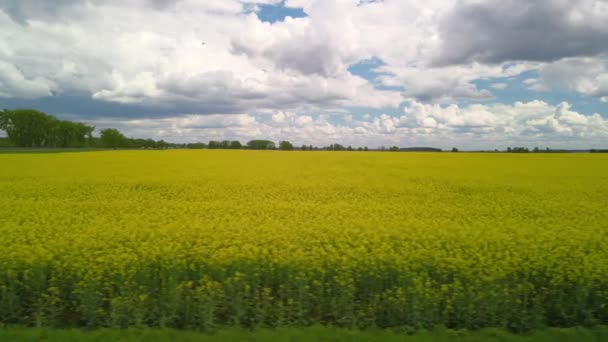 Drone Camera Motion Parallel Edge Blooming Rapeseed Field — Stock Video