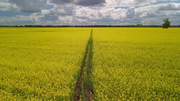 Sentier pédestre dans le champ de canola jaune vif