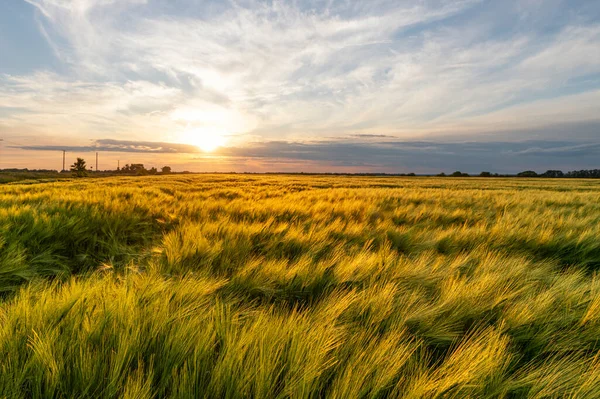Golden Rye Field Sunset Amazing Countryside Landscape — Stock Photo, Image