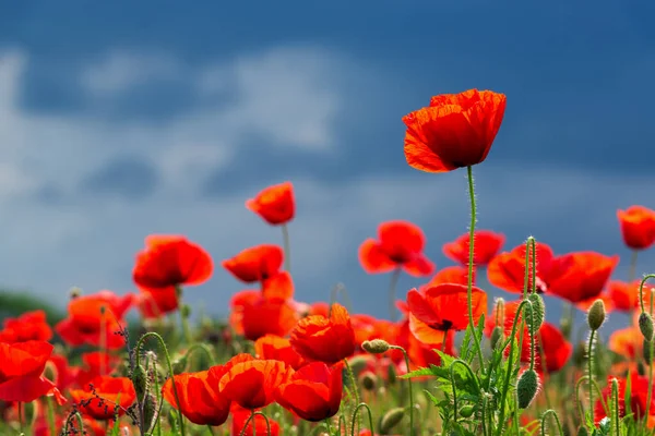 Hermosas Flores Amapola Iluminadas Por Sol Campo Contra Tormenta — Foto de Stock