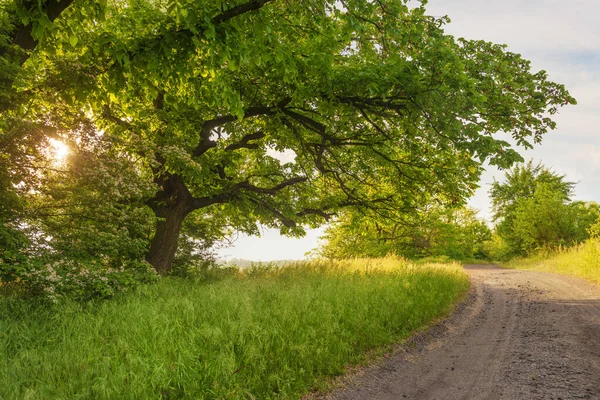 Prato Del Bosco Soleggiato Strada Sterrata Curva Grandi Alberi Secolari — Foto Stock