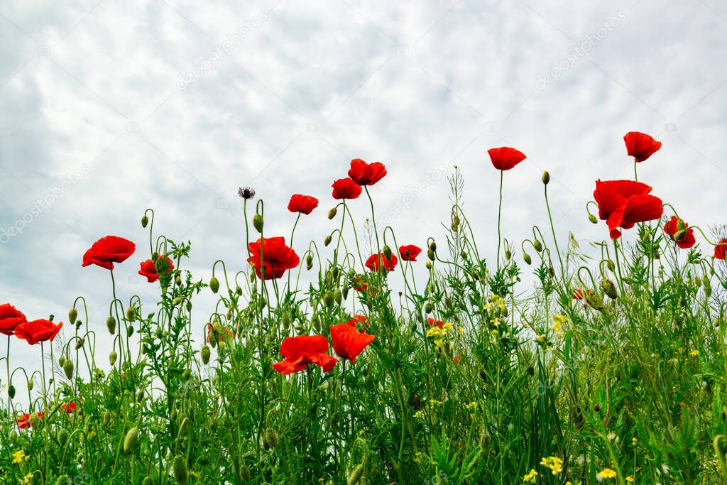 Beautiful wild poppy flowers in a meadow