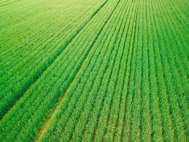 Green cultivated wheat or rye field from above. Rows of green wheat on the field. Countryside background