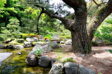 Beautiful scene with water stream, an old pine tree and a wooden bridge in a japanese garden
