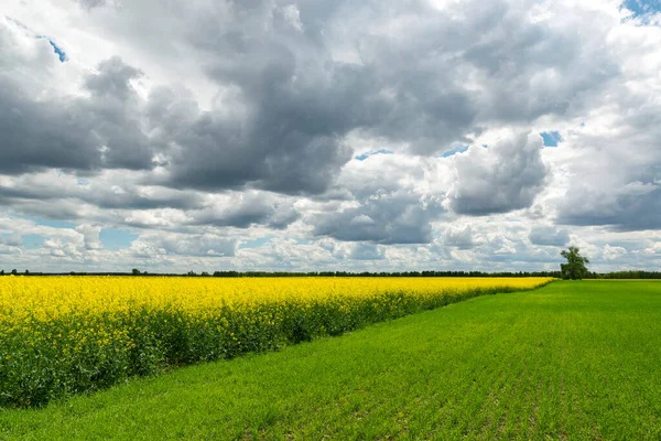 Agriculture Landscape Canola Field Beautiful Summer Day — Fotografia de Stock