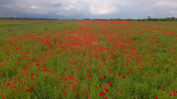 Aerial Camera Flight Blooming Poppy Field — Stock Video