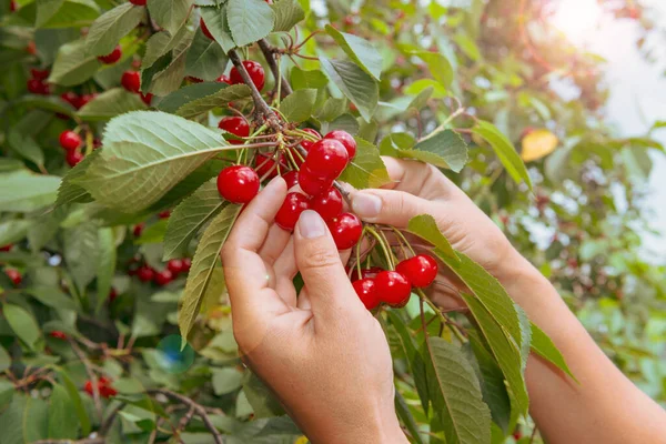 Fresh cherry harvest. Hands gathering hew sweet cherry harvest. Warm tone and sun flare