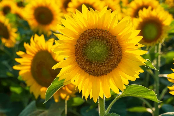Close Beautiful Sunflower Field Illuminated Sun — Stock Photo, Image
