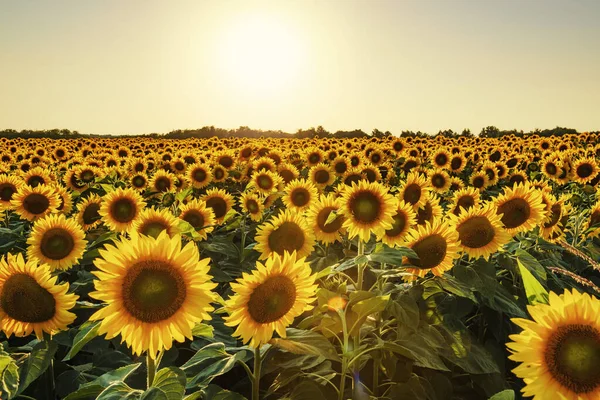 Belo Pôr Sol Verão Campo Girassóis — Fotografia de Stock