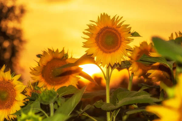 Gyllene Solros Vid Solnedgången Solrosfält Varma Kvällsfärger — Stockfoto
