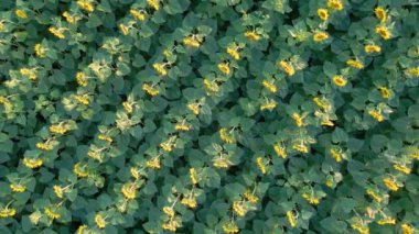 Hava kamerası ayçiçeği tarlasının üzerinde dönerek yükselir