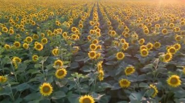 Gün batımında ayçiçeği tarlasının üstünde uçmak