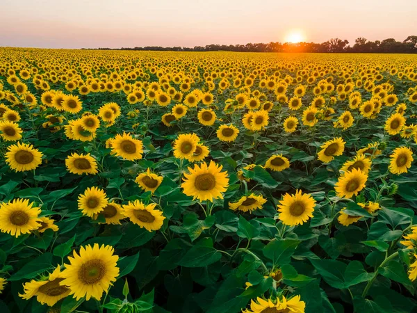 Schöne Abendlandschaft Sonnenuntergang Auf Einem Sonnenblumenfeld — Stockfoto