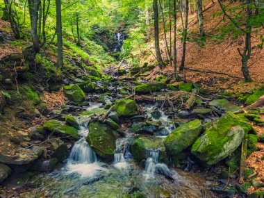 Ormanda gizlenmiş su akıntısı. Karpat Dağlarının Doğası