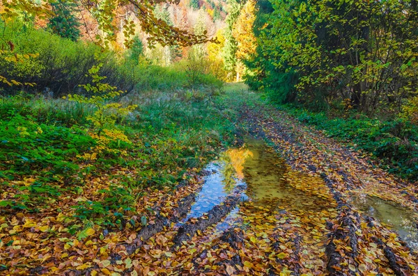 Dirt Road Autumn Forest Puddles Rain — Stock Photo, Image