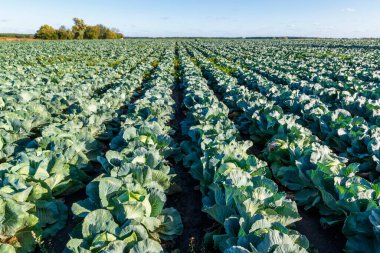 Olgun lahanalardan oluşan büyük bir tarla