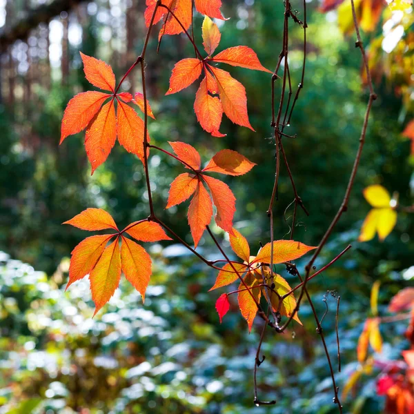 Красивые Красные Пятилистные Листья Плюща Осеннем Лесу — стоковое фото