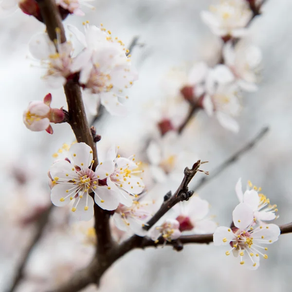 Apricot tree flowers — Stock Photo, Image